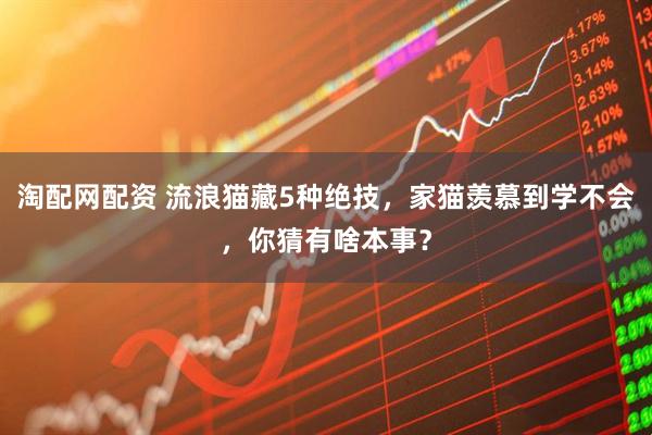 淘配网配资 流浪猫藏5种绝技，家猫羡慕到学不会，你猜有啥本事？