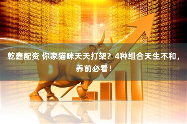 乾鑫配资 你家猫咪天天打架？4种组合天生不和，养前必看！
