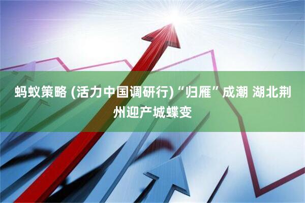 蚂蚁策略 (活力中国调研行)“归雁”成潮 湖北荆州迎产城蝶变